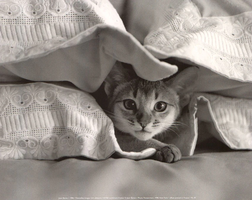 1986 by Joan Baron - 10 X 12 Inches (Art Print)