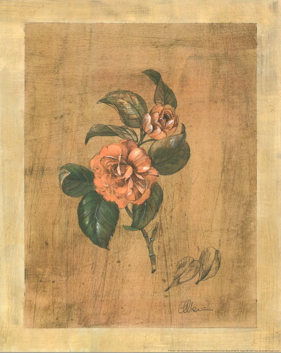 Camellia by Paul Hargittai - 16 X 20 Inches (Art Print)