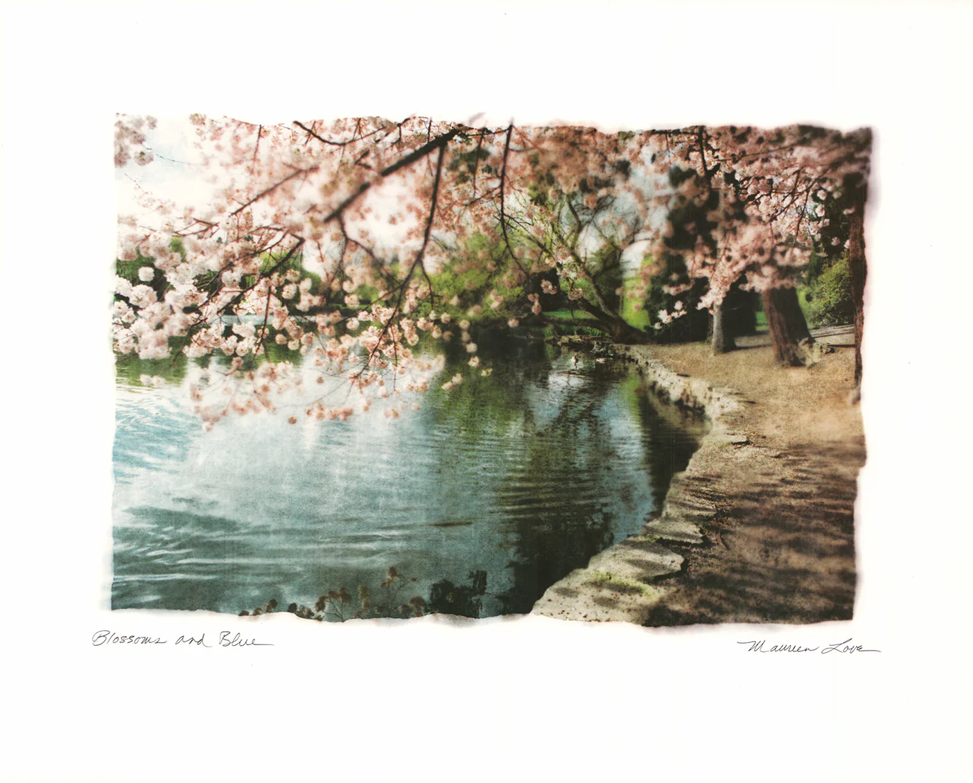 Blossoms and Blue, 1998 by Maureen Love - 16 X 20 Inches (Art Print)