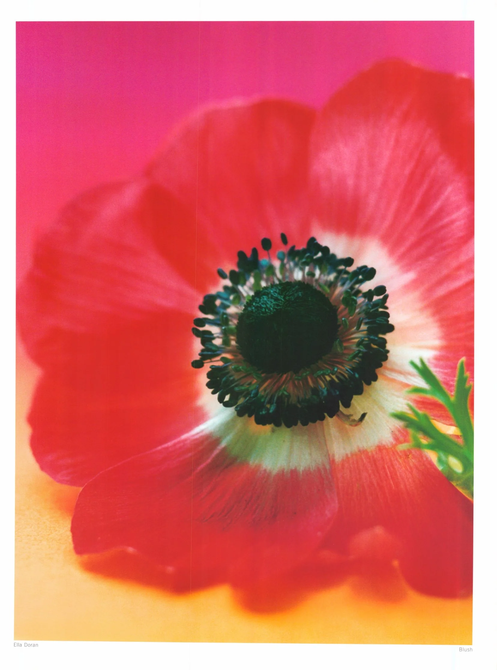 Blush by Ella Doran - 24 X 32 Inches (Art Print)