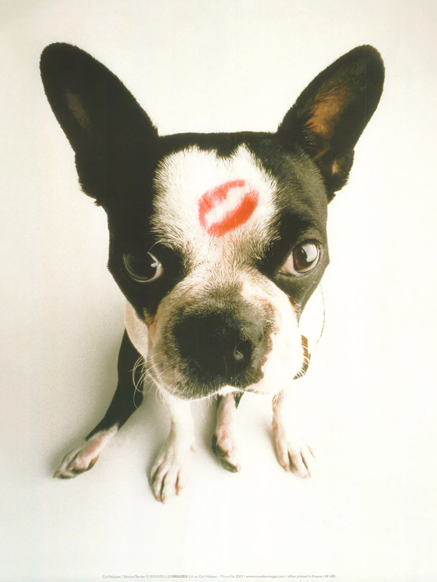 Boston Terrier by Carl Valiquet - 12 X 16 Inches (Art Print)