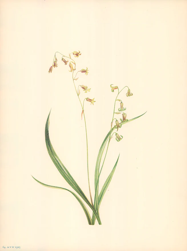 Bronzebells, 1925 by Mary Vaux Walcott - 9 X 13 Inches (Offset Lithograph Fine Art Print)