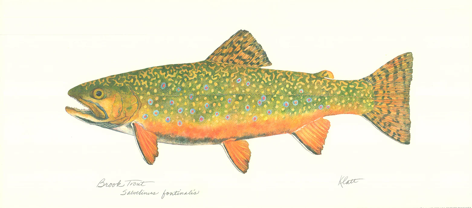 Brook Trout 1995 by Klatt - 10 X 22 Inches (Art Print)