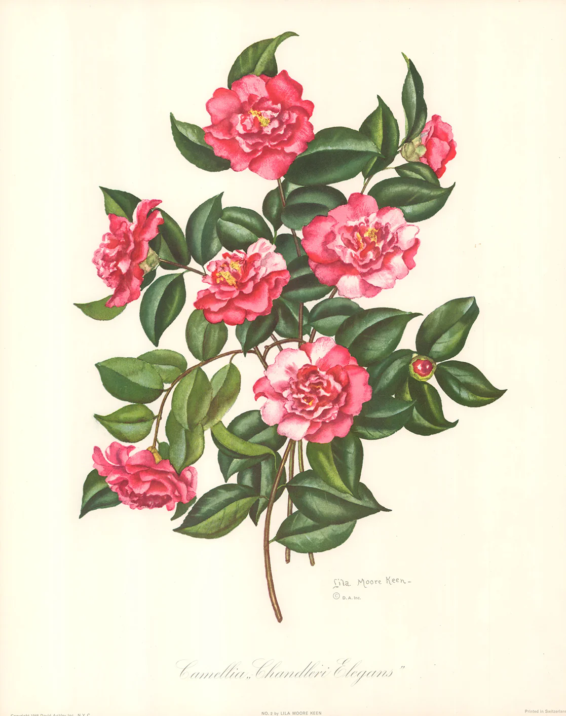 Camellia Chandleri Elegans - 16 X 20 Inches (Art Print)