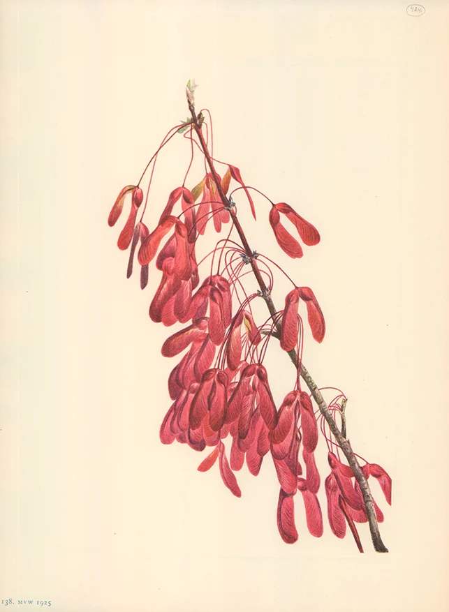 Carolina Maple 1925 by Mary Vaux Walcott - 9 X 13 Inches (Offset Lithograph Fine Art Print)
