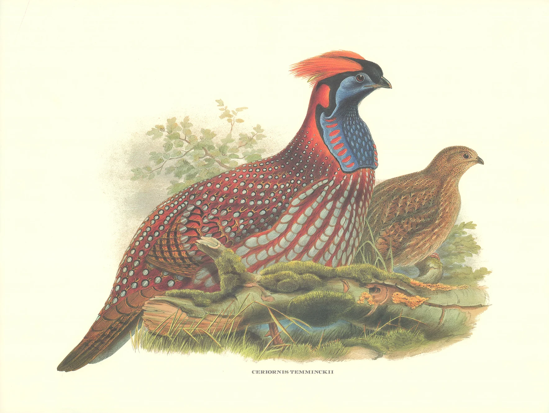 Ceriornis Temminckii by John Gould - 19 X 25 Inches (Art Print)