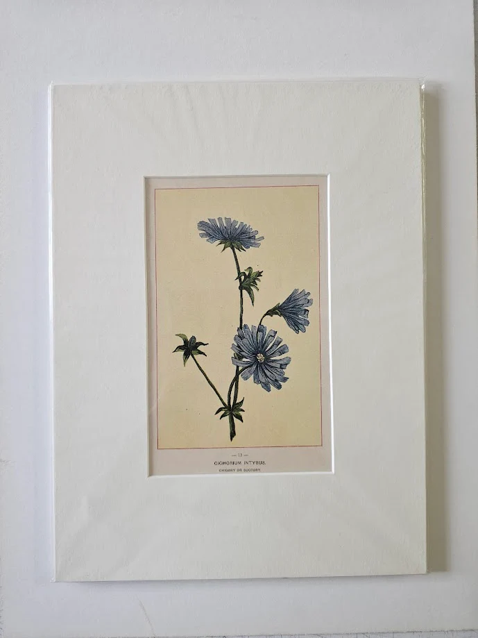Chicory or Succory 1895 - 9 X 12 Inches (Original Etching with Double Matte)