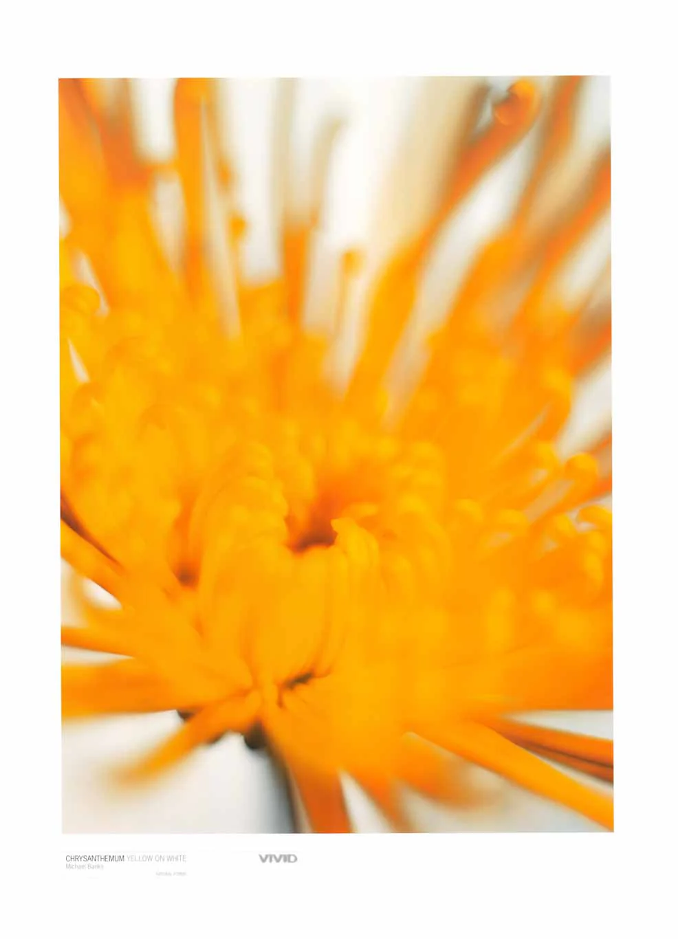 Chrysanthemum Yellow on White by Michael Banks - 24 X 32 Inches (Art Print)
