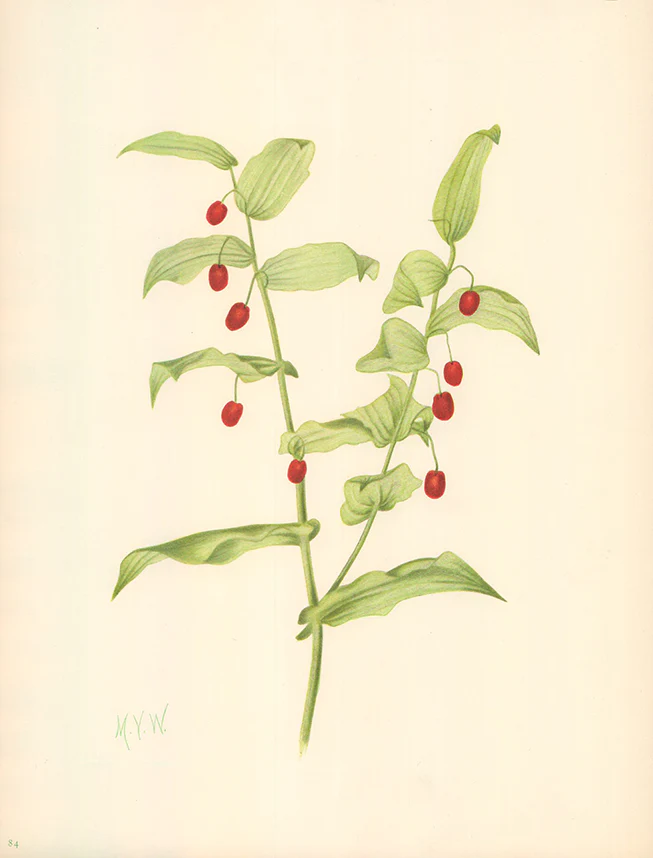 Clasping Twistedstalk 1925 by Mary Vaux Walcott - 9 X 13 Inches (Offset Lithograph Fine Art Print)