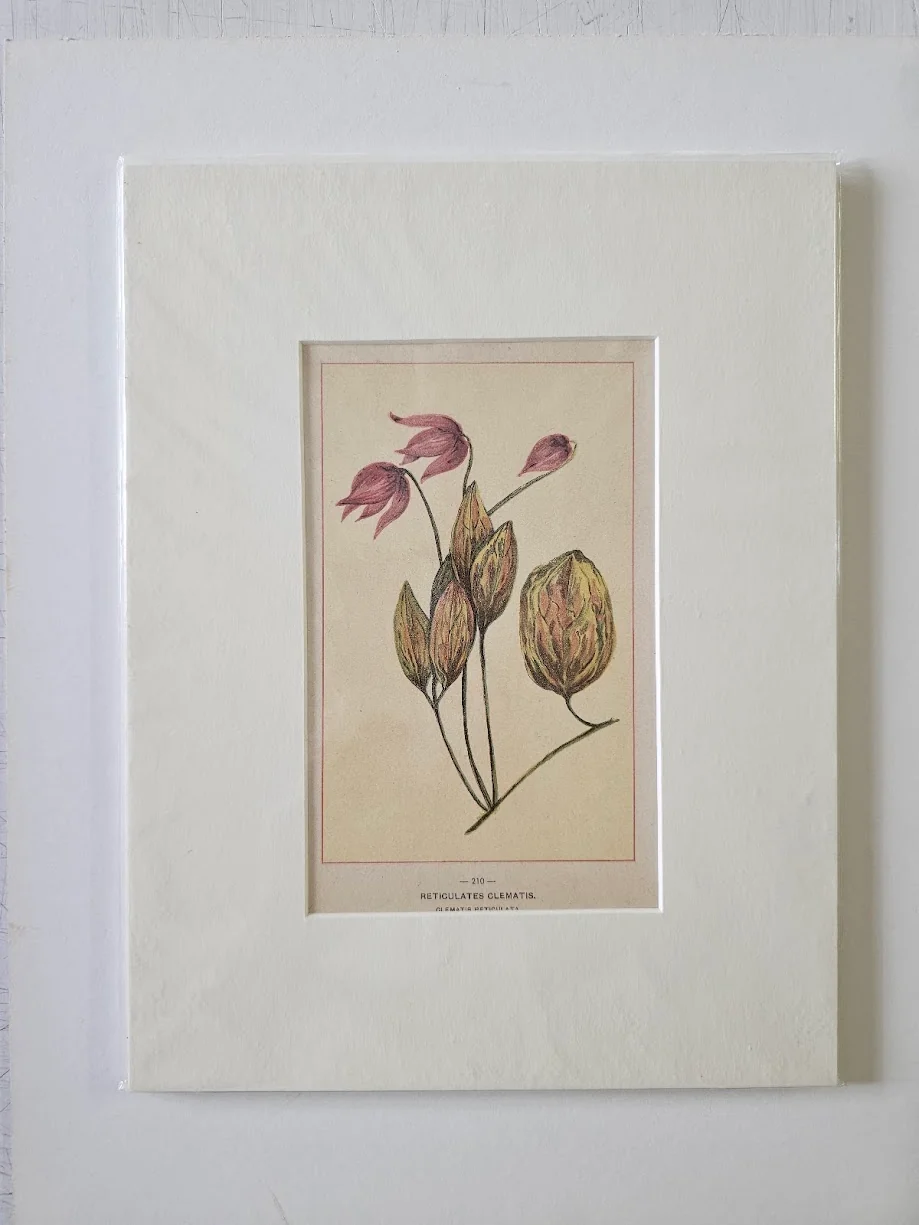 Clematis Reticulata 1895 - 9 X 12 Inches (Original Etching with Double Matte)