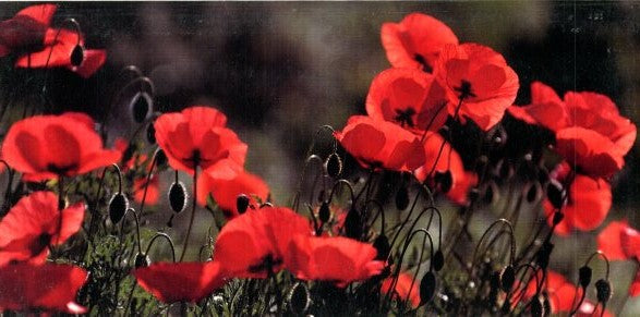 Coquelicots by Dominique Zintzmeyer - 4 X 8 Inches (Greeting Card)