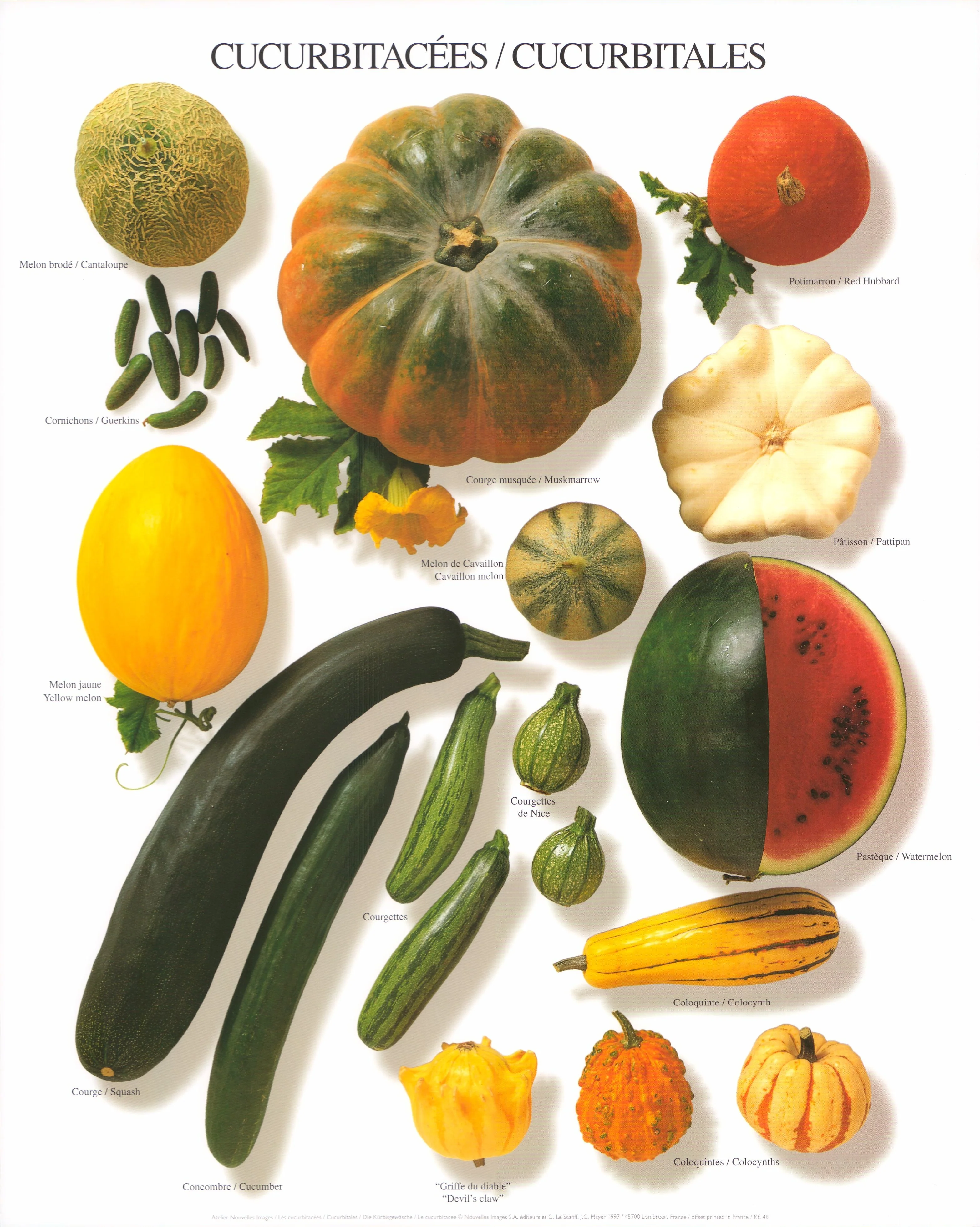 Cucurbitales by Atelier Nouvelles Images - 16 X 20 Inches (Art Print)