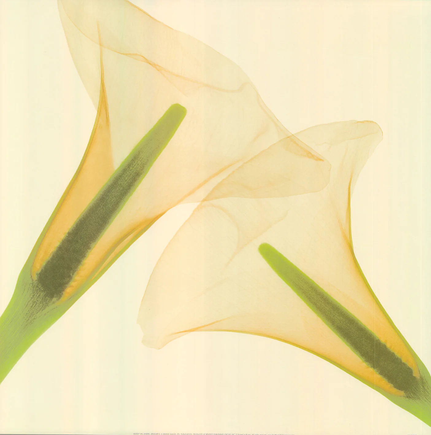 Delicate II by Val Andre - 20 X 20 Inches (Art print)