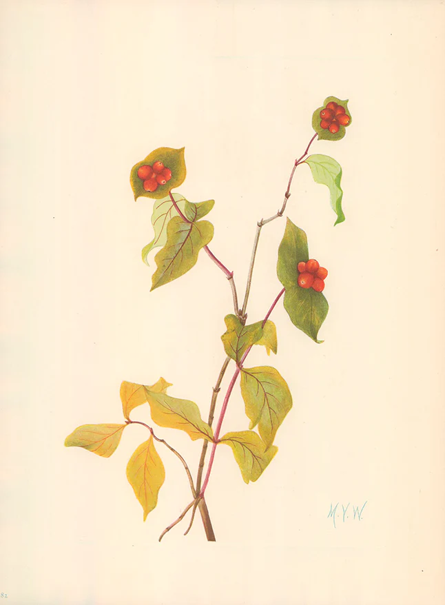 Douglas Honeysuckle (Fruit) 1925 by Mary Vaux Walcott - 9 X 13 Inches (Offset Lithograph Fine Art Print)