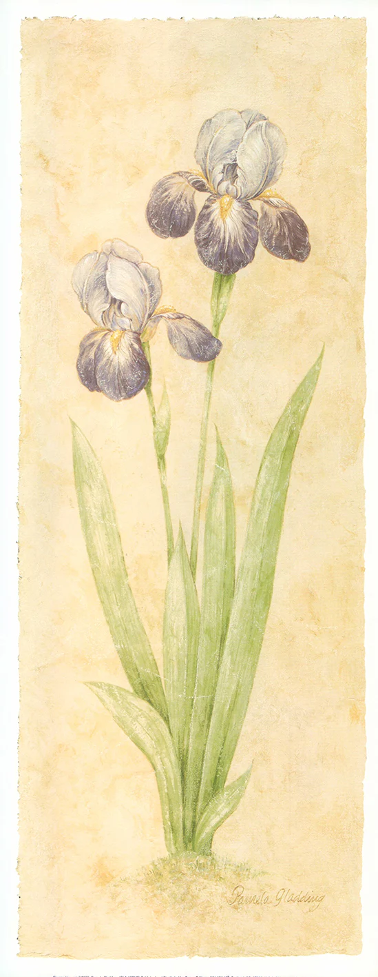 Firenze Iris (mini) 2000 by Pamela Gladding - 8 X 20 Inches (Art Print)