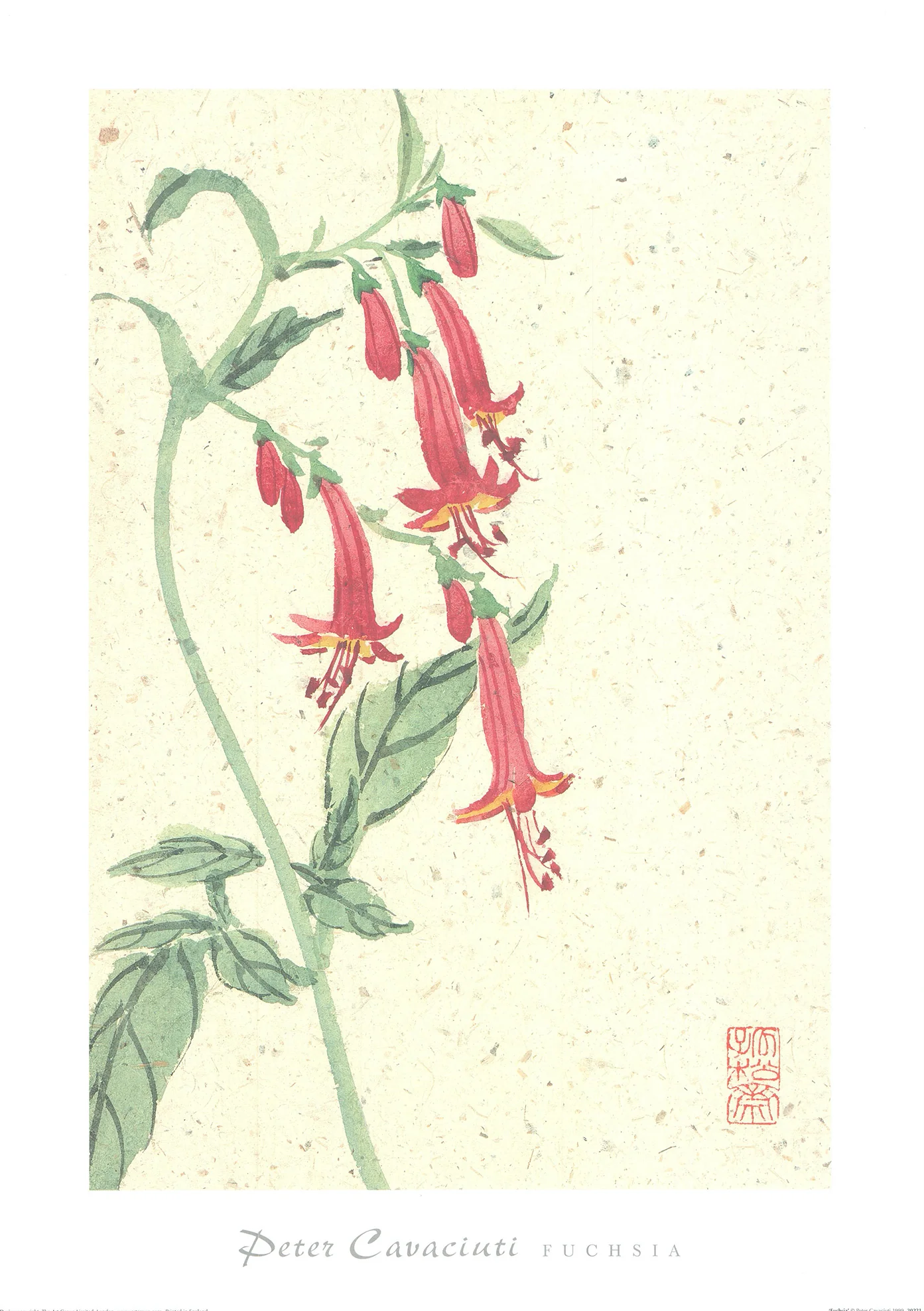 Fuchsia by Peter Cavaciuti - 20 X 28 Inches (Art Print)