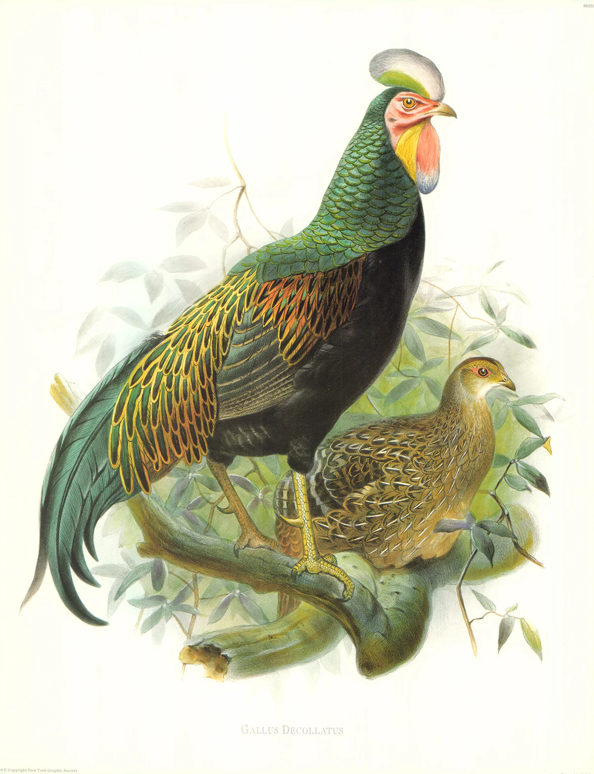 Gallus Decollatus by Joseph Wolf - 17 X 22 Inches (Art Print)
