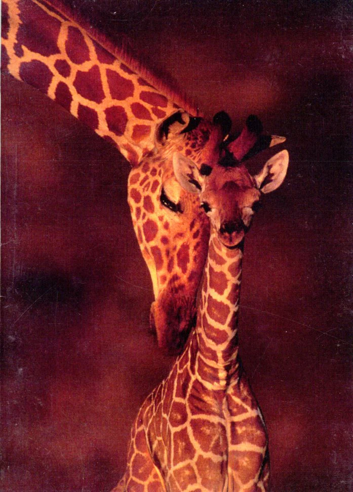 Le Baiser de la Girafe by Karl Ammann
