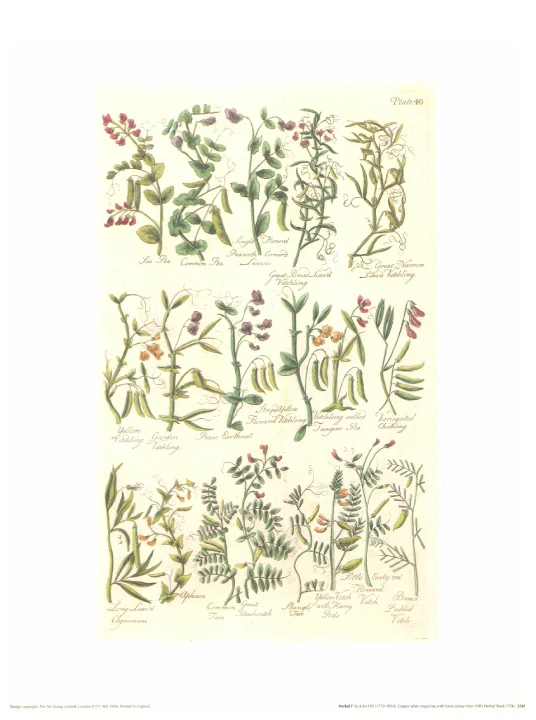 Herbal I by John Hill - 12 X 16 Inches (Art Print).