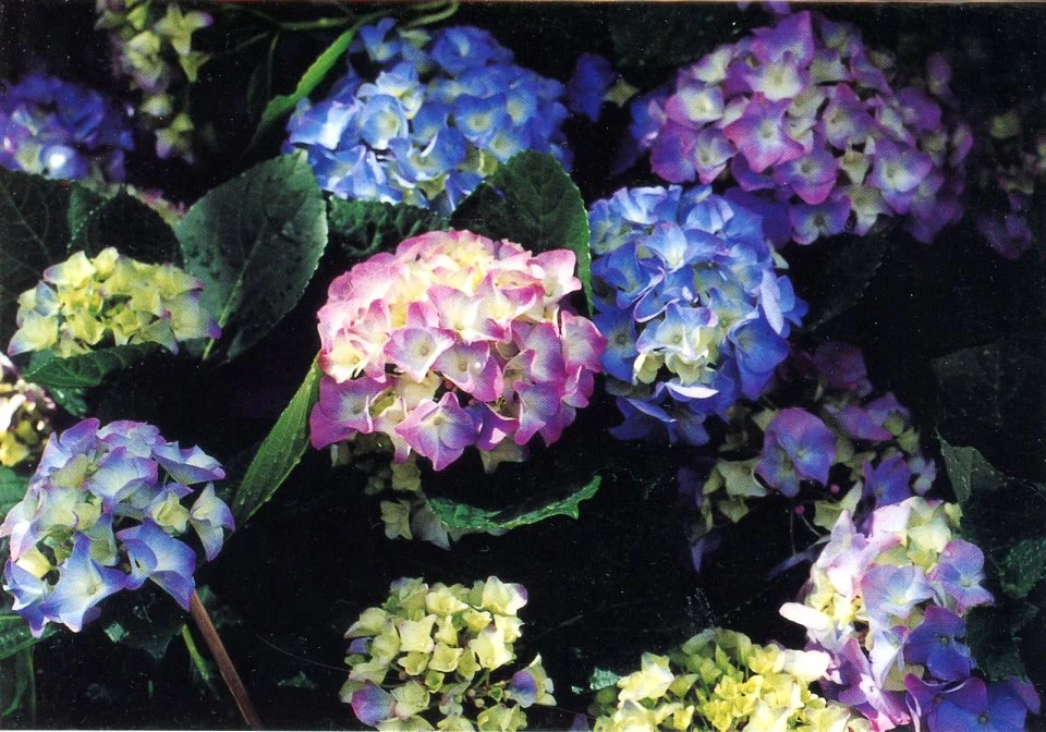 Hydrangeas by Ruth Beker - 5 X 7 Inches (Greeting Card)