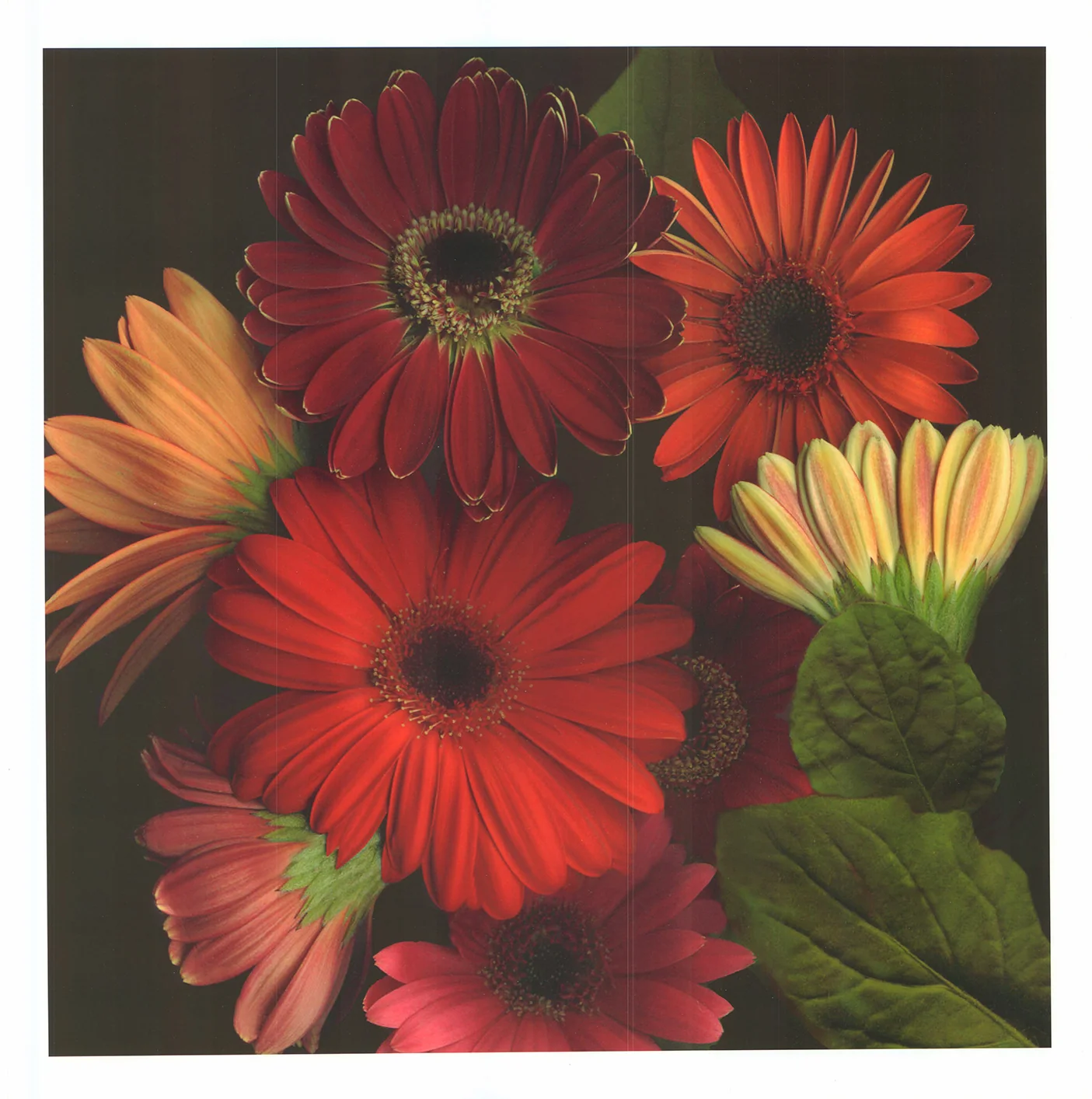 Jubilee II by S. G. Rose - 20 X 20 Inches (Art Print)