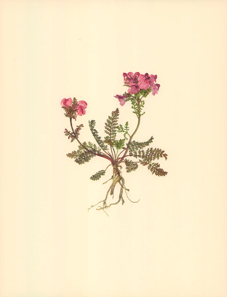 Long-Nosed Lousewort by Moritz Micheal Daffinger - 11 X 14 Inches (Offset Lithograph Fine Art Print)