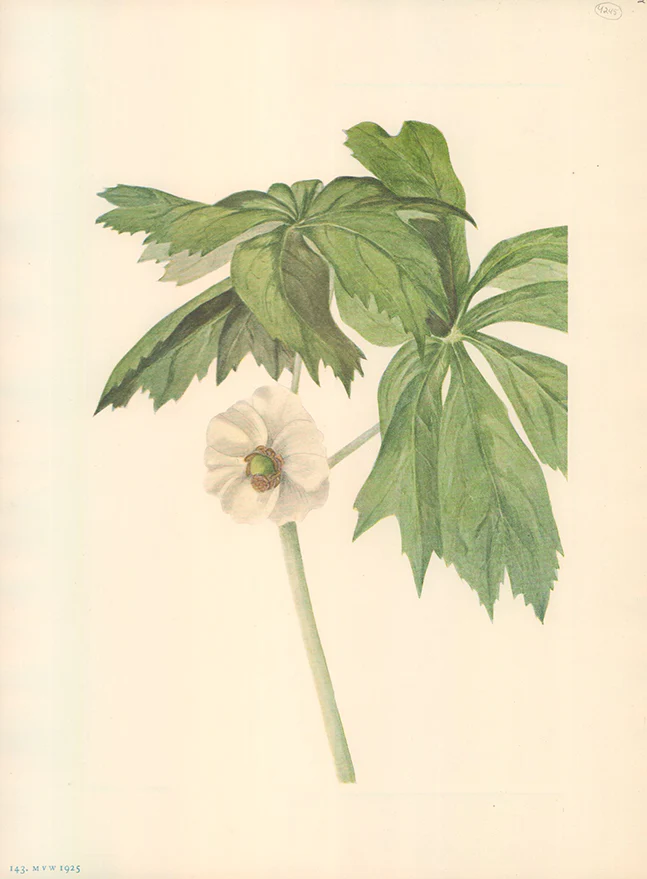 Mayapple 1925 by Mary Vaux Walcott - 9 X 13 Inches (Offset Lithograph Fine Art Print)