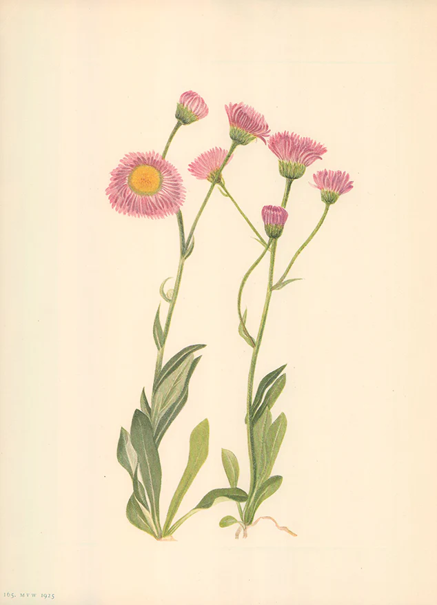 Meadow Fleabane 1925 by Mary Vaux Walcott - 9 X 13 Inches (Offset Lithograph Fine Art Print)