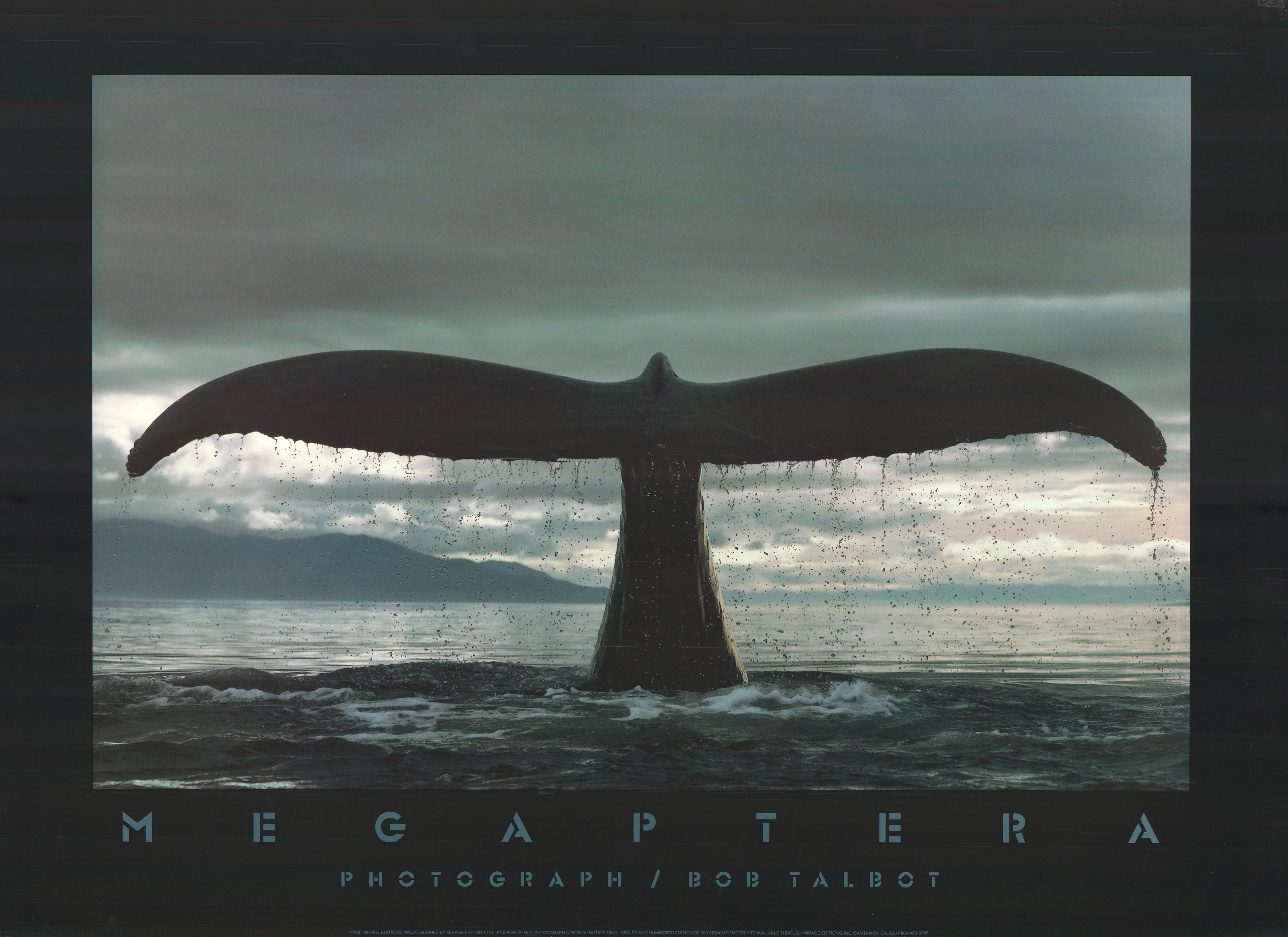Megaptera by Bob Talbot - 24 X 33 Inches (Offset Lithograph)