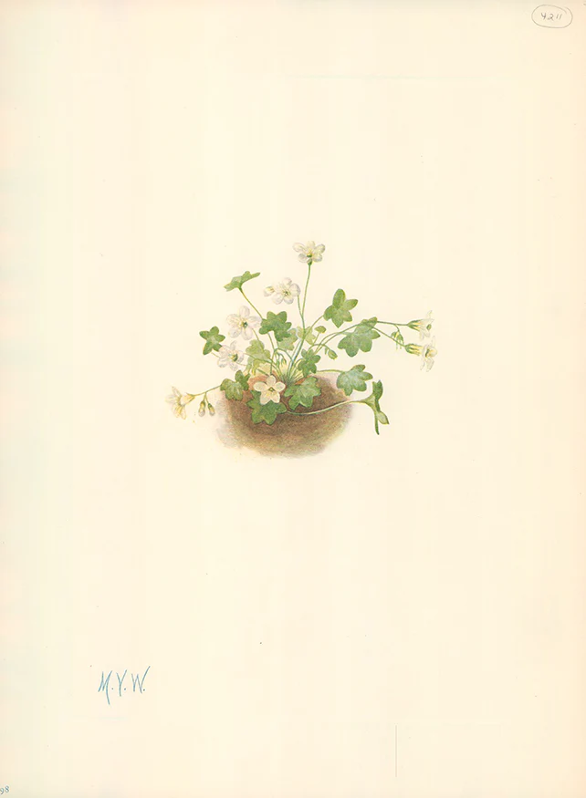 Mistmaiden 1925 by Mary Vaux Walcott - 9 X 13 Inches (Offset Lithograph Fine Art Print)