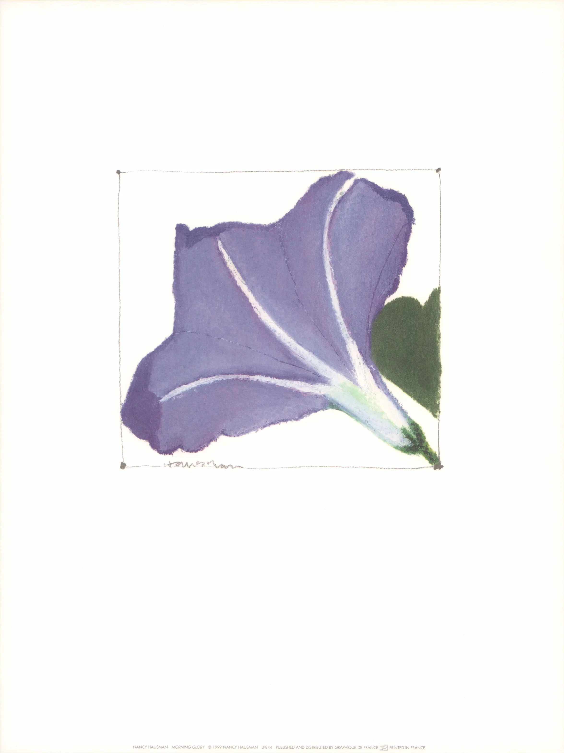 Morning Glory by Nancy Hausman - 12 X 16 Inches (Art Print)