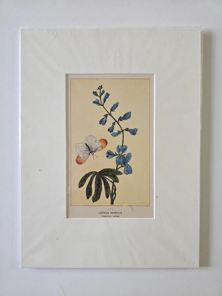Perennial Lupine 1895 - 9 X 12 Inches (Original Etching with Double Matte)