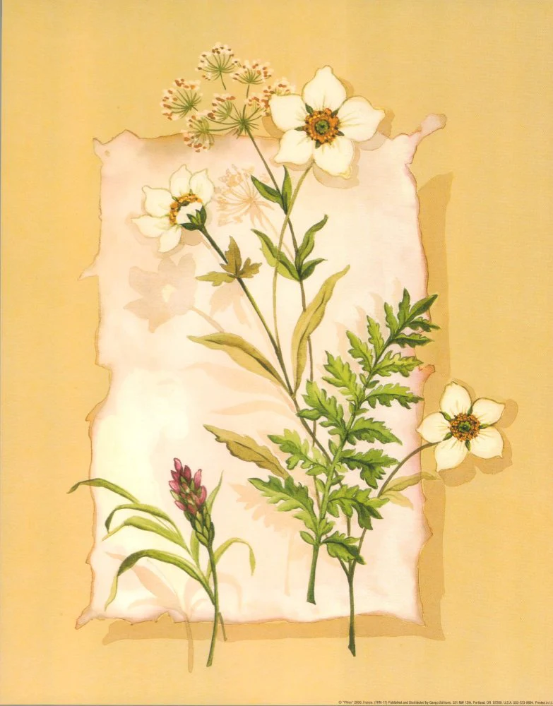 Phlox by Franco - 11 X 14 Inches (Art Print)