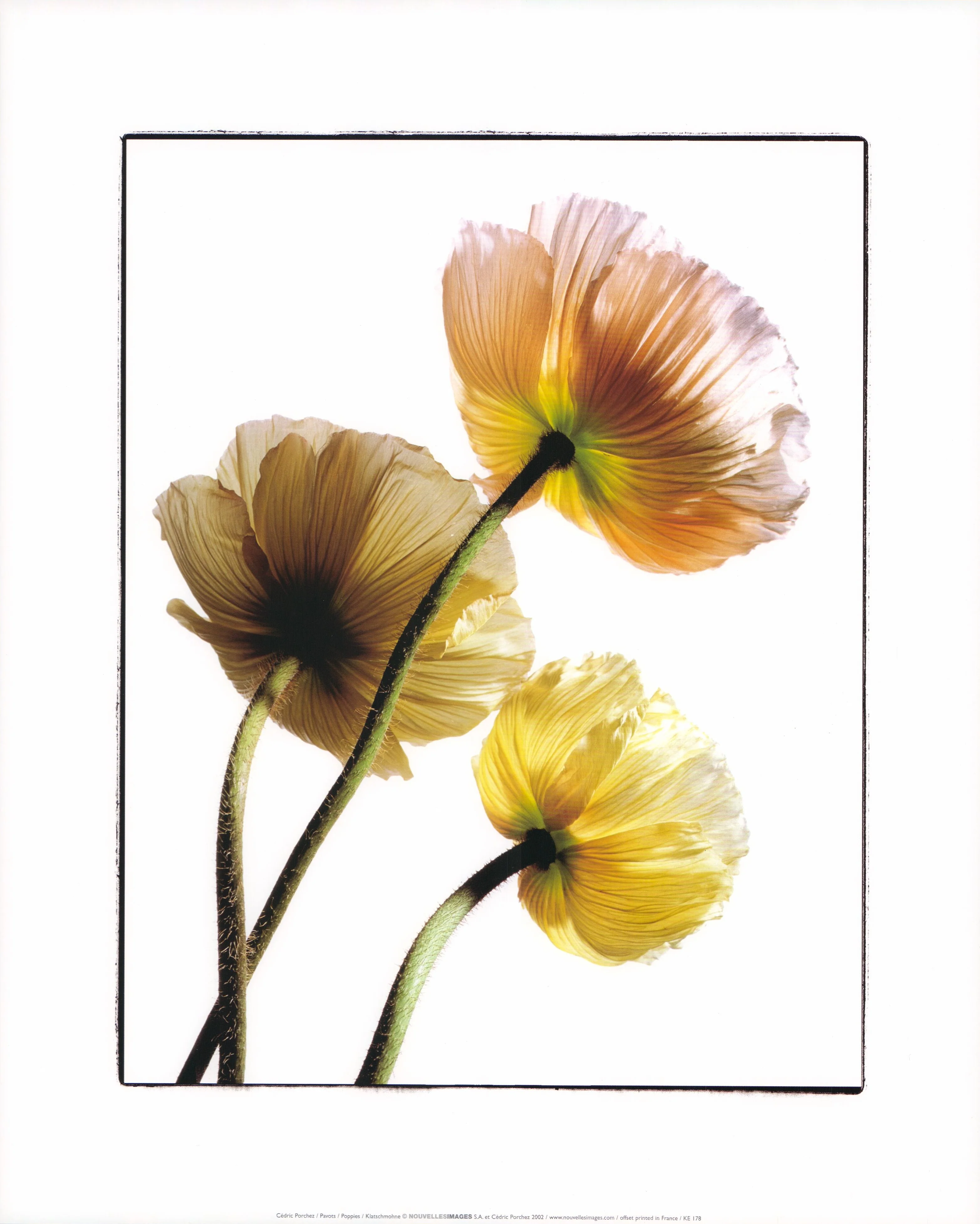 Poppies by Cédric Porchez - 16 X 20 Inches (Art Print)