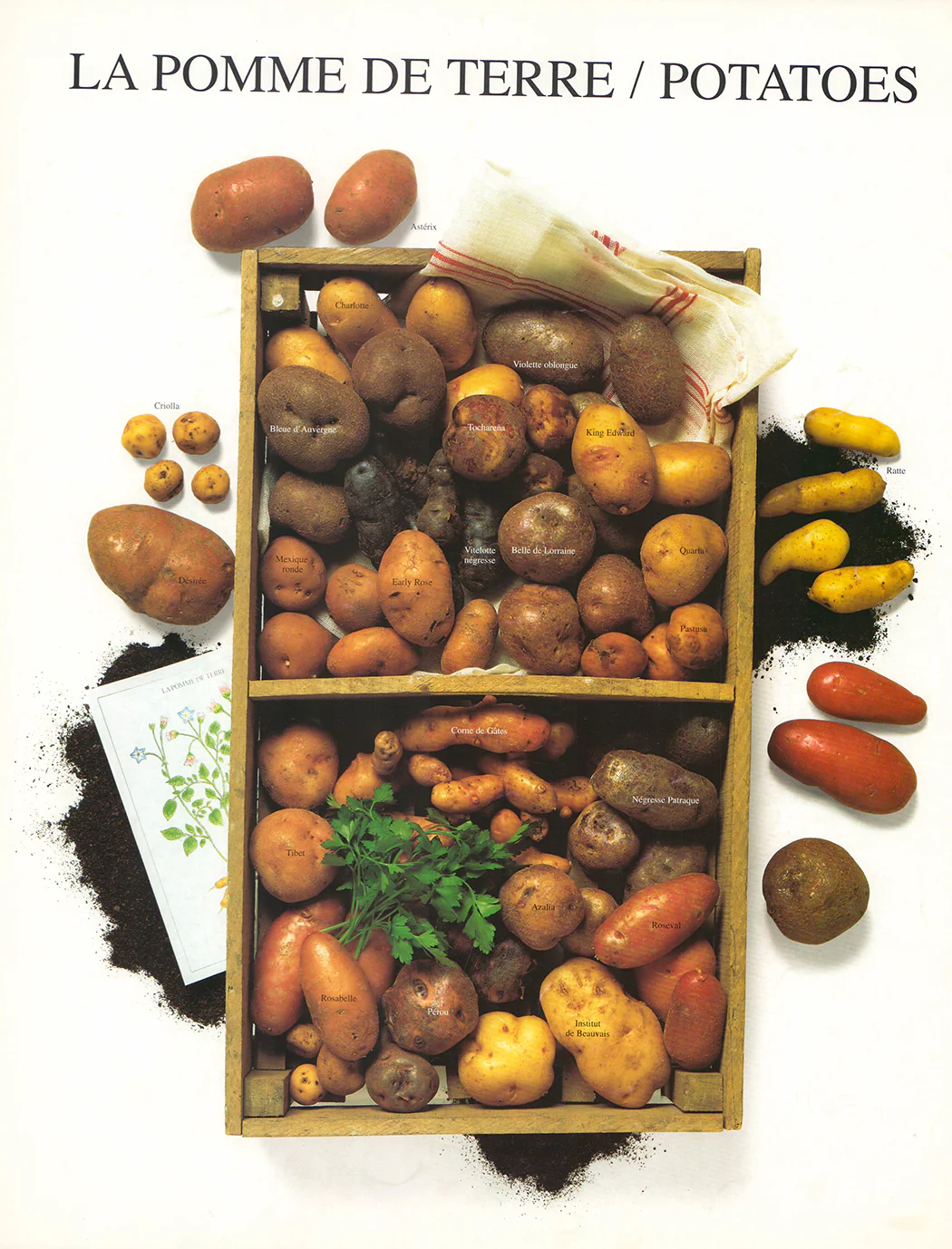 Potatoes by Atelier Nouvelles Images - 16 X 20 Inches (Art Print)