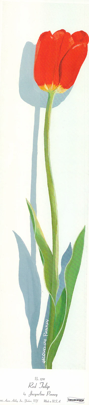 Red Tulip by Jacqueline Penney - 6 X 23 Inches (Art Print)