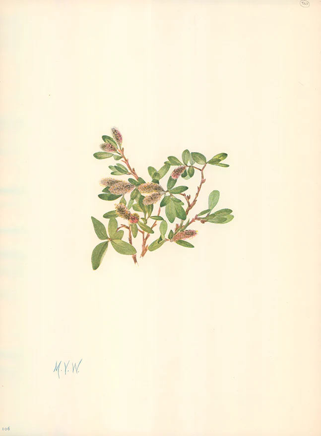 Rock Willow 1925 by Mary Vaux Walcott - 9 X 13 Inches (Offset Lithograph Fine Art Print)