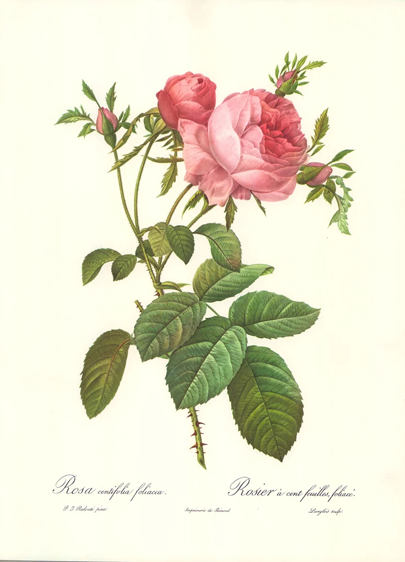 Rosa Centifolia Foliacea by P.J. Redoute - 12 X 16 Inches (Art Print)