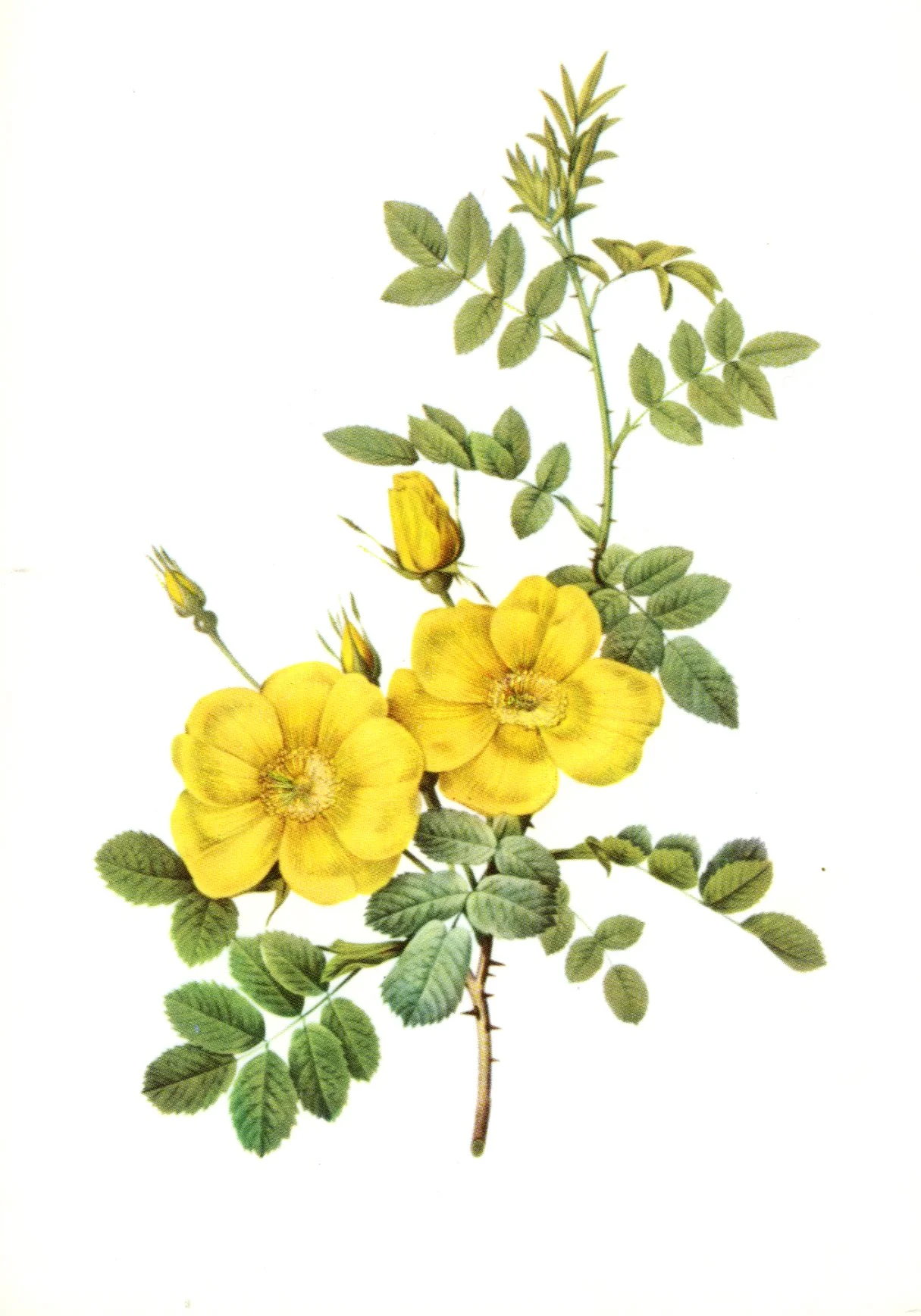 Rosa Eglanteria by Pierre-Joseph Redouté - 4 X 6 Inches (10 Postcards)