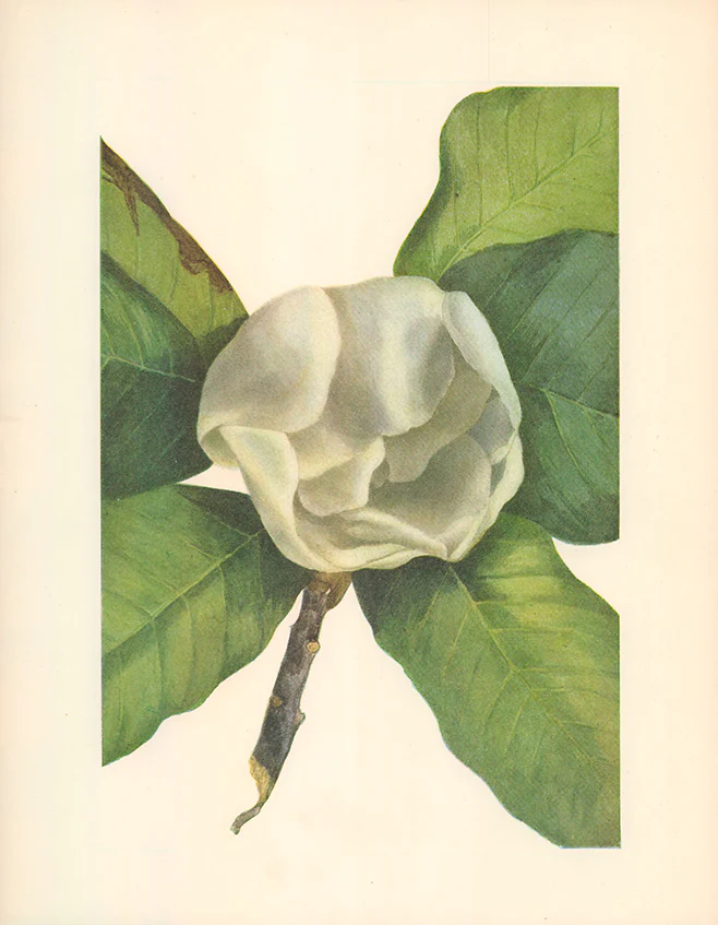 Southern Magnolia (Flower) 1925 by Mary Vaux Walcott - 9 X 13 Inches (Offset Lithograph Fine Art Print)