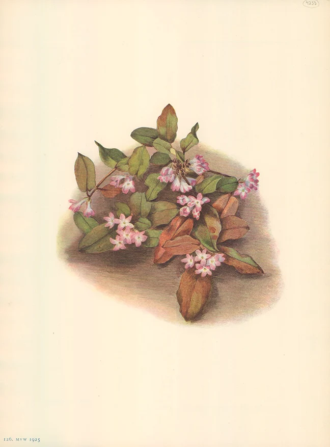 Trailing-Arbutus 1925 by Mary Vaux Walcott - 9 X 13 Inches (Offset Lithograph Fine Art Print)