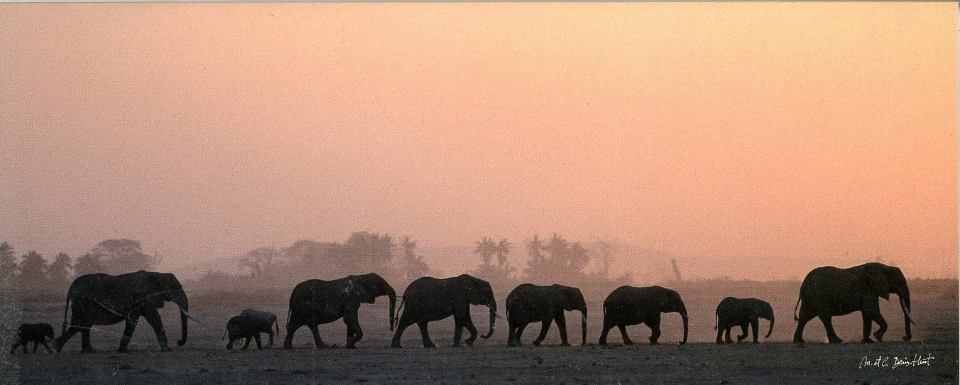 Troupeau d'éléphants, "Loxodonta Africana" (Kenya) by Denis Huot - 4 X 9 Inches (Note Card)