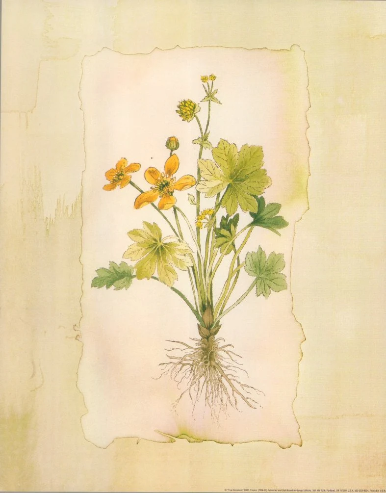 True Geranium by Franco - 11 X 14 Inches (Art Print)