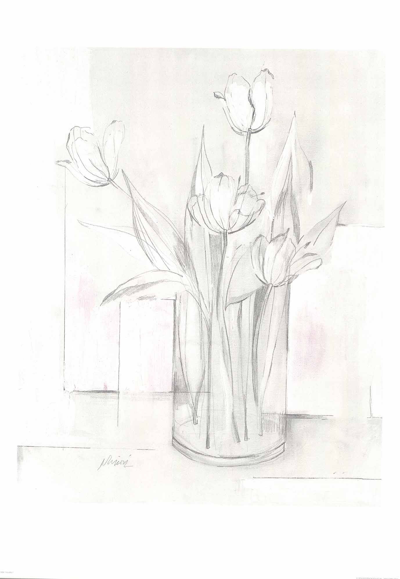 Tulips in White I by Edward Nimon - 20 X 28 Inches (Art Print)