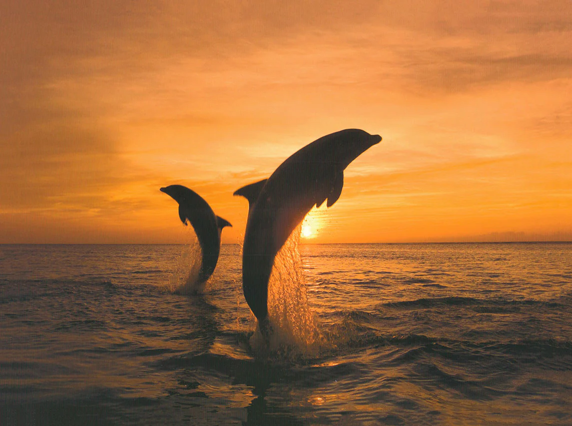 Two dolphins by Klein - 12 X 16 Inches (Art Print)