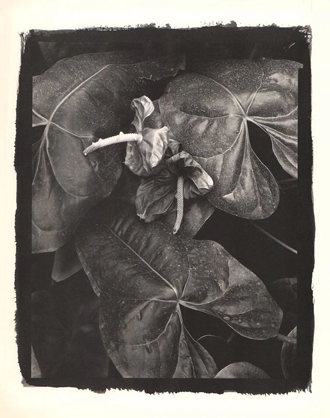 Two Dry Flowers Zurich, February 1988 by Jean-Paul Rohner - 10 X 12 Inches (Offset Lithograph)