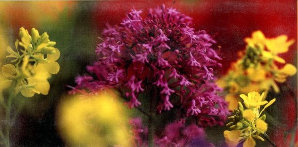 Valériane sur fond de géranium by Dominique Zintzmeyer - 4 X 8 Inches (Greeting Card)