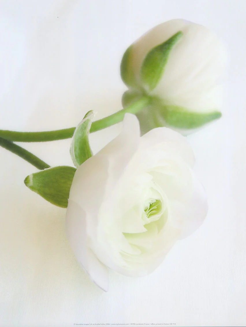 White Buttercups by Amélie Vuillon - 12 X 16 Inches (Art Print)